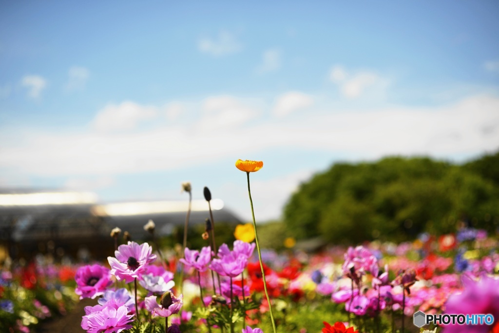高原の花