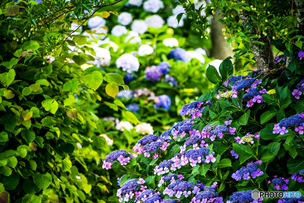 紫陽花2