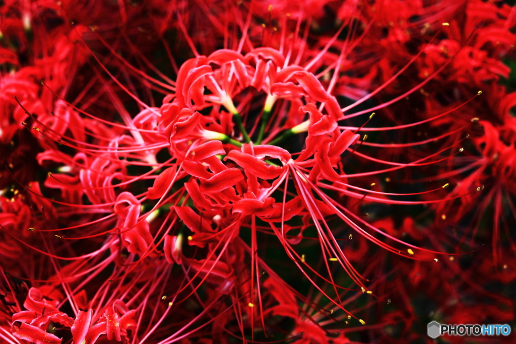 曼珠沙華
