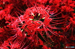 曼珠沙華