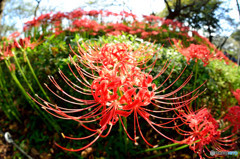 彼岸花