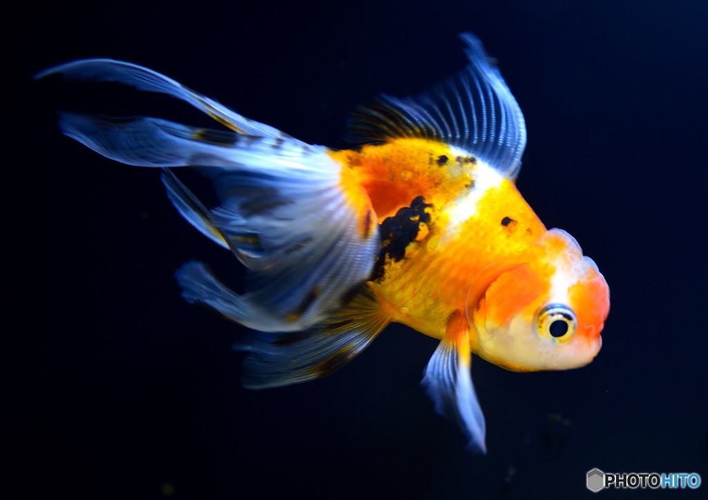 金魚