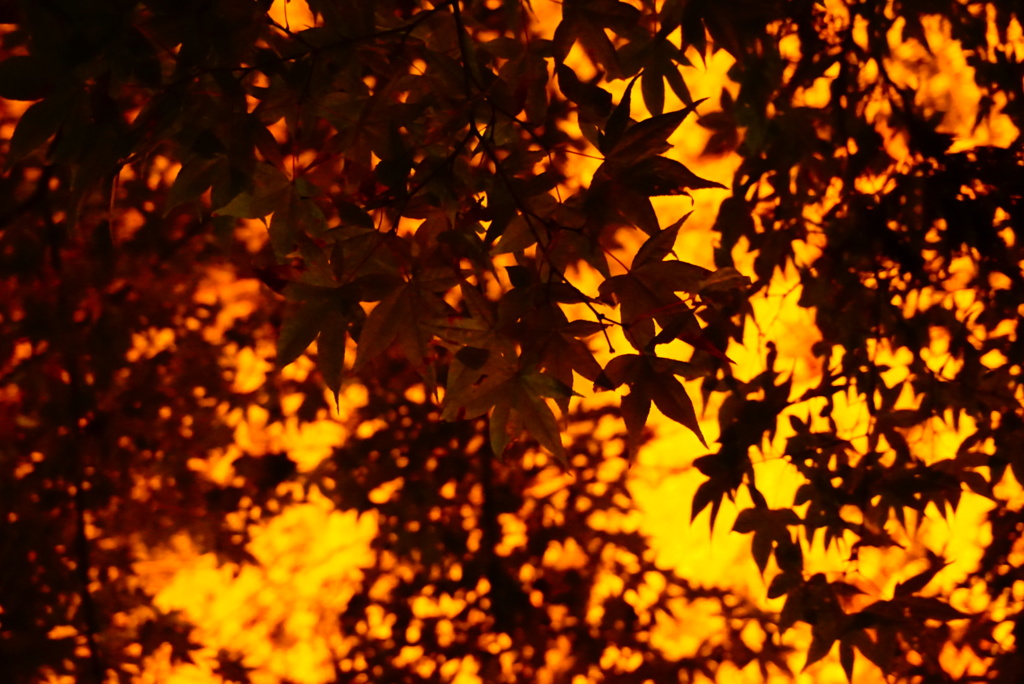 香嵐渓の紅葉