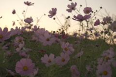 どこみても秋桜
