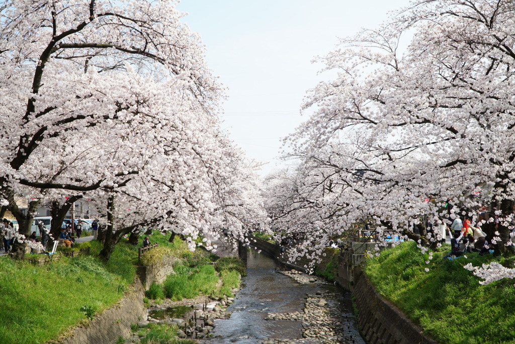 満開の五条川