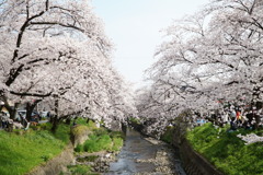 満開の五条川