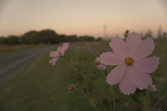 秋桜
