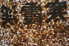 模様みたい！