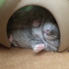 愛するどんぐりハウス〜涼〜