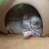 愛するどんぐりハウス〜涼〜