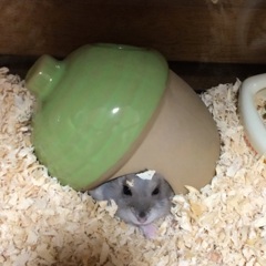 愛するどんぐりハウス
