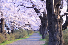 桜並木 北上展勝地