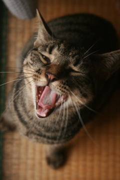 眠いっすね