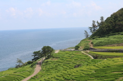 能登半島の千枚田
