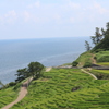 能登半島の千枚田