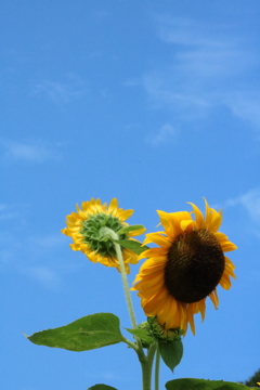 夏