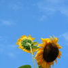 夏