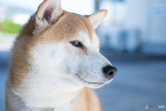 流し目な犬