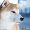 流し目な犬