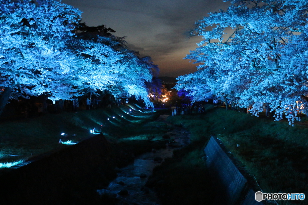 観音寺川ライトアップ（水色）
