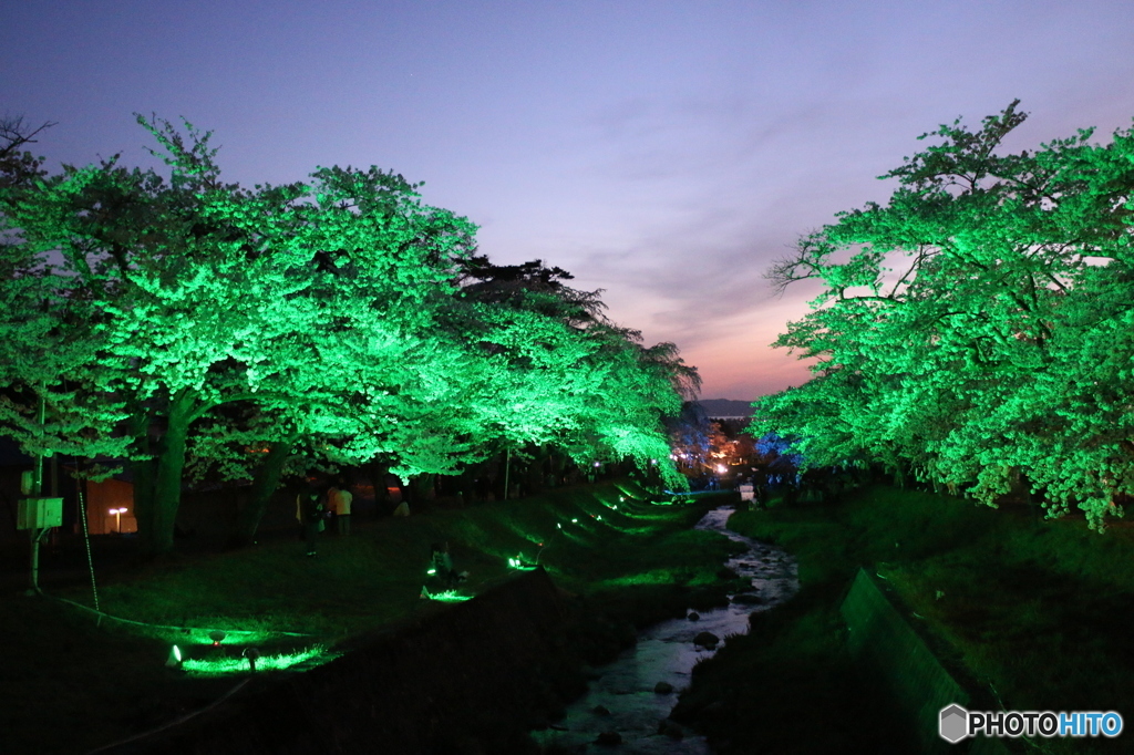 観音寺川ライトアップ（緑）