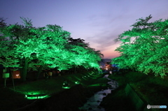 観音寺川ライトアップ（緑）