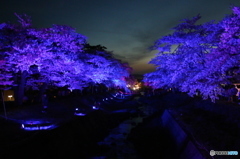 観音寺川ライトアップ（青）