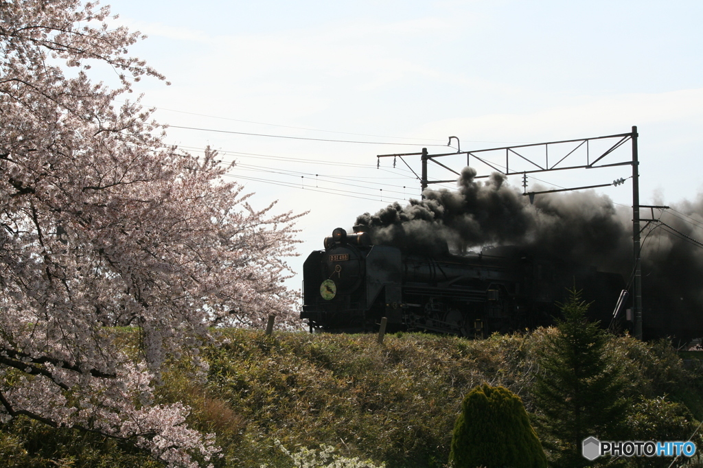 サクラとD51