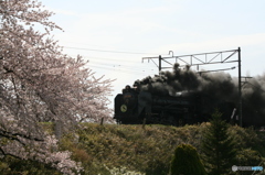 サクラとD51