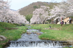 観音寺川の桜