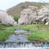 観音寺川の桜
