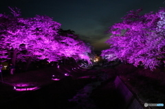 観音寺川ライトアップ（紫）