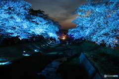 観音寺川　満開の桜