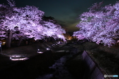観音寺川ライトアップ（白）