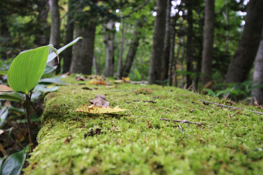 天然の苔