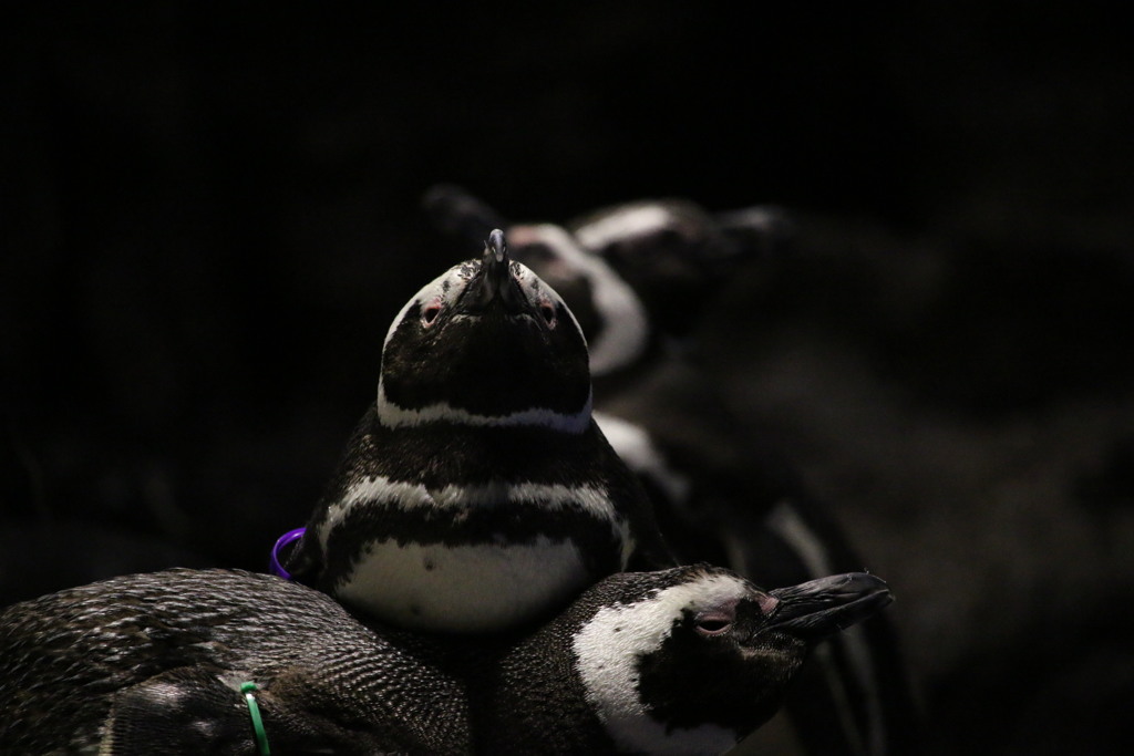 ペンギン界の皇帝（皇帝ペンギンではない）