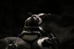 ペンギン界の皇帝（皇帝ペンギンではない）