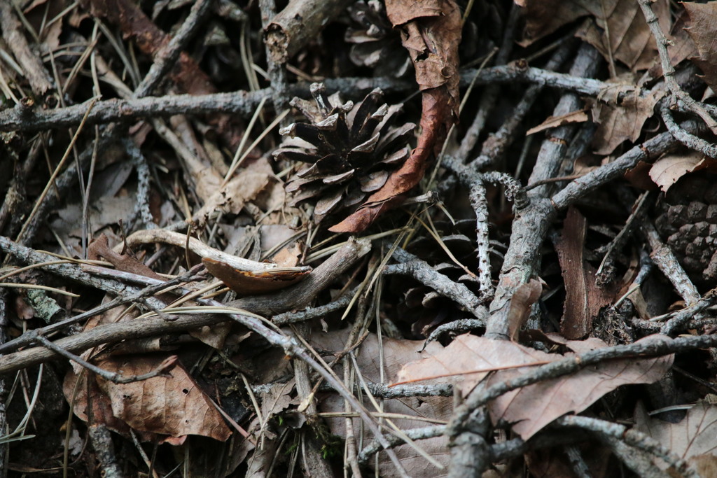 枯れ草（壁紙用）
