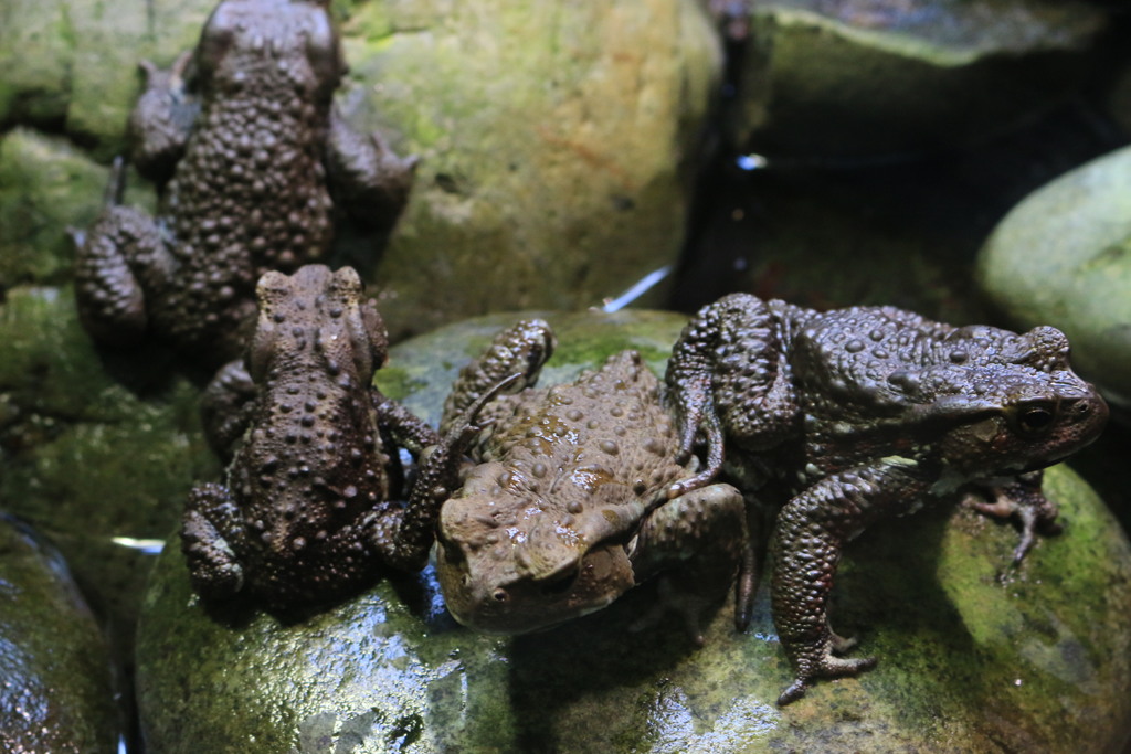 両生類（グロ注意）