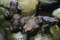 両生類（グロ注意）