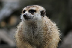 イケメンミーアキャット②