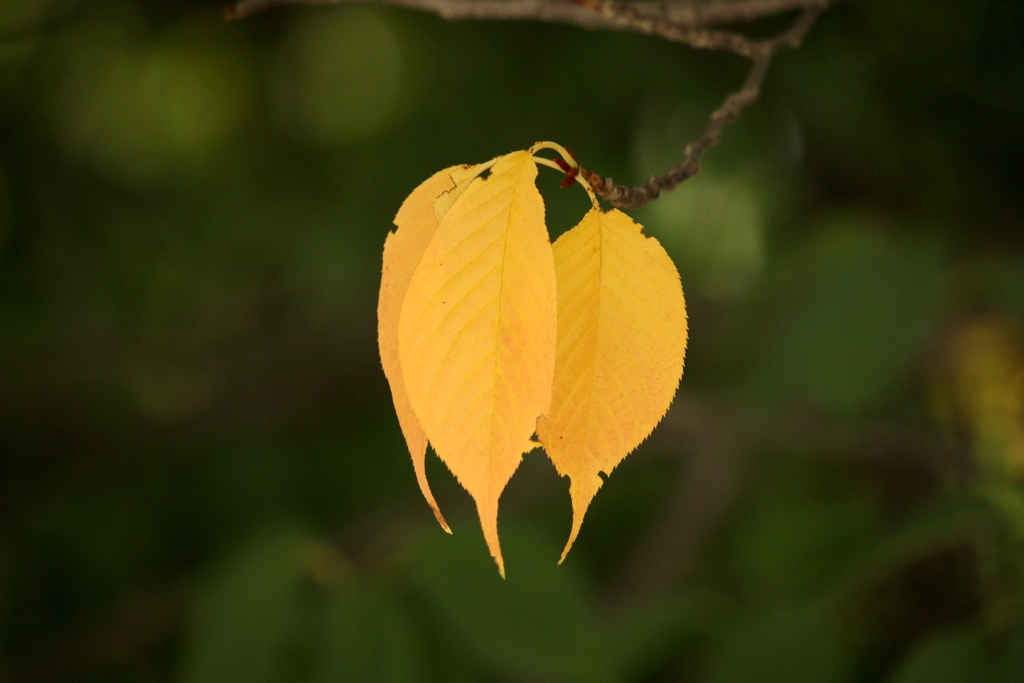 イエロートリオ