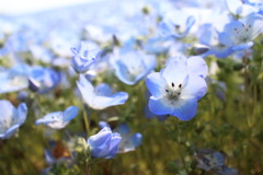 ネモフィラの青