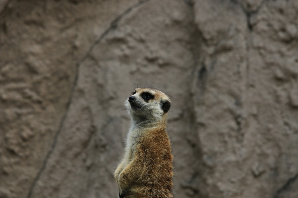 イケメンミーアキャット①