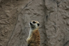 イケメンミーアキャット①