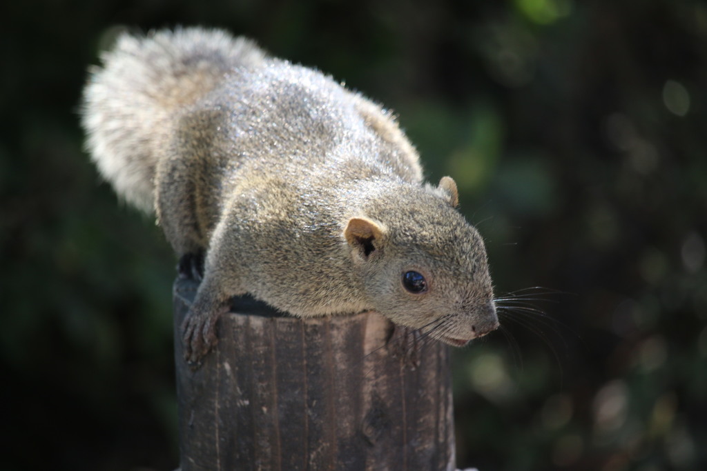 やせいのりすがあらわれた。