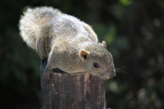 やせいのりすがあらわれた。