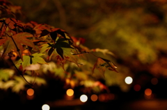 夜の紅葉