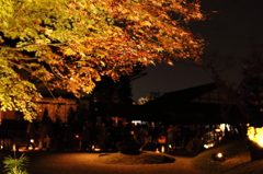 夜の紅葉②