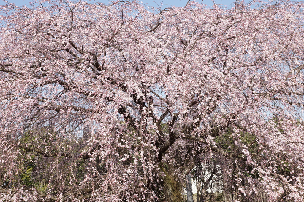 しだれ桜 (35)